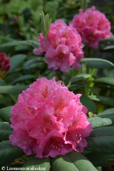 Rhododendron 'Kristiina', alppiruusu